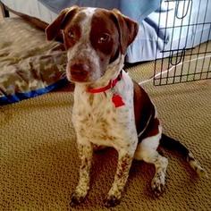 Lab-Pointer Dogs for adoption in San Diego, CA, USA