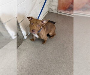 Mutt Dogs for adoption in San Bernardino, CA, USA