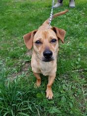 Chiweenie Dogs for adoption in Rathdrum, ID, USA