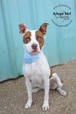 Boston Terrier-Boxer Mix Dogs for adoption in Richmond, MO, USA