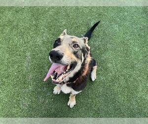 German Shepherd Dog-Unknown Mix Dogs for adoption in Grand Prairie, TX, USA