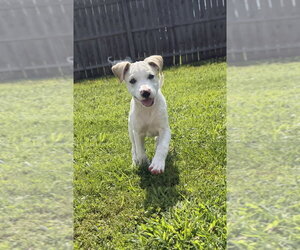 Labbe Dogs for adoption in Aurora, IN, USA