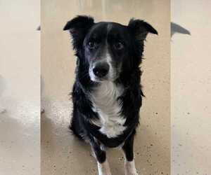 Border Collie Dogs for adoption in Mundelein, IL, USA