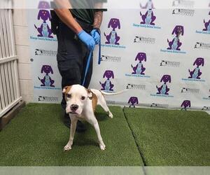 Bullboxer Pit Dogs for adoption in Orlando, FL, USA