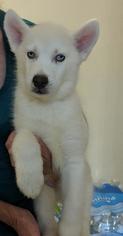 Alaskan Husky Dogs for adoption in Commerce, GA, USA