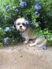 Shih Tzu Dogs for adoption in Lorena, TX, USA
