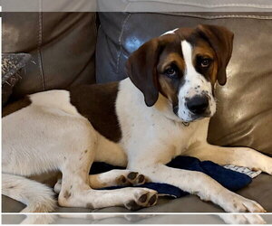 Boxer-Unknown Mix Dogs for adoption in Newfoundland, PA, USA