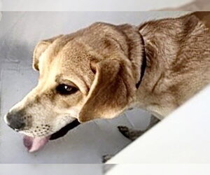 Labrador Retriever-Unknown Mix Dogs for adoption in Houston, TX, USA