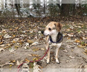 Mutt Dogs for adoption in Evansville, IN, USA