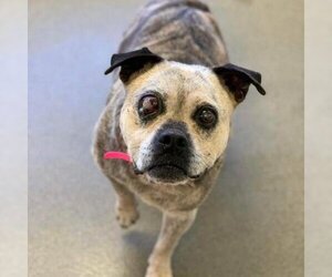 Pug Dogs for adoption in Rocky Mount, VA, USA