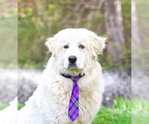 Great Pyrenees Dogs for adoption in Unionville, PA, USA