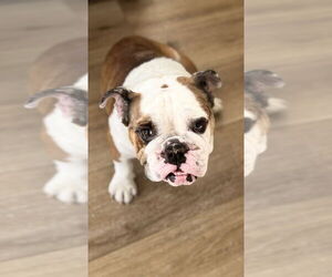 Bulldog Dogs for adoption in San Diego, CA, USA