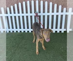 American Pit Bull Terrier Dogs for adoption in Modesto, CA, USA