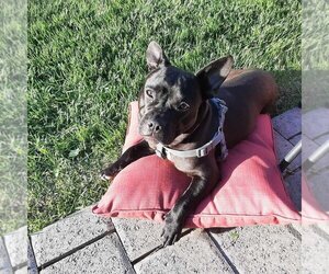 French Bulldog-Staffordshire Bull Terrier Mix Dogs for adoption in Bellingham, WA, USA