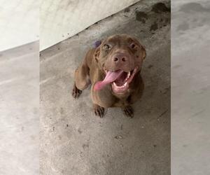Labrador Retriever Dogs for adoption in Fairfax, VA, USA