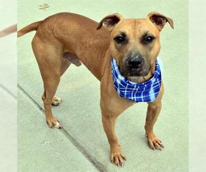Mutt Dogs for adoption in Tulsa, OK, USA