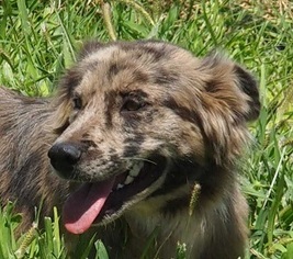 Australian Shepherd Dogs for adoption in Scottsdale, AZ, USA