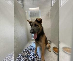 German Shepherd Dog Dogs for adoption in Tracy, CA, USA