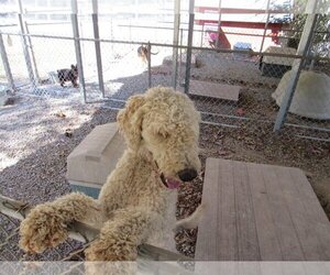 Poodle (Standard) Dogs for adoption in Albemarle, NC, USA