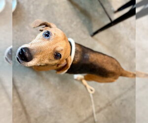 American Foxhound Dogs for adoption in Tavares, FL, USA