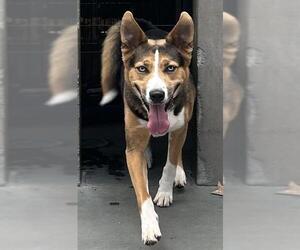 Gerberian Shepsky Dogs for adoption in Santa Cruz, CA, USA