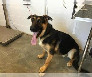 German Shepherd Dog Dogs for adoption in Corona, CA, USA