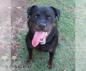 Rottweiler Dogs for adoption in Lindsay, CA, USA