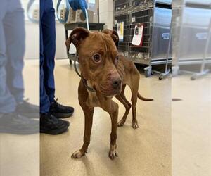 American Pit Bull Terrier Dogs for adoption in Derwood, MD, USA