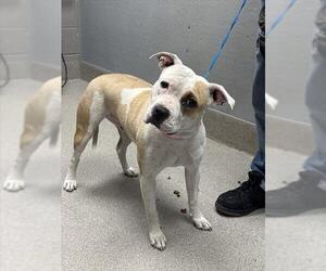 American Pit Bull Terrier-Unknown Mix Dogs for adoption in Las Vegas, NV, USA