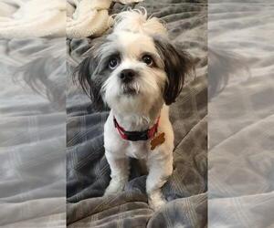 Hava-Apso Dogs for adoption in La Verne , CA, USA