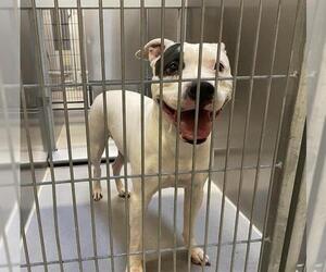 Mutt Dogs for adoption in Modesto, CA, USA