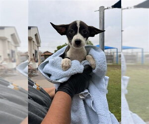 Border Collie-Unknown Mix Dogs for adoption in Corpus Christi, TX, USA
