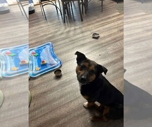 Mutt Dogs for adoption in Springdale, PA, USA