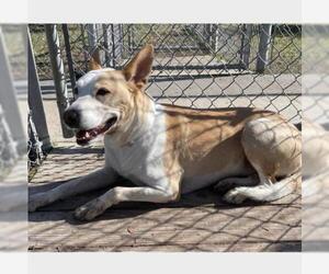 German Shepherd Dog-Toy Fox Terrier Mix Dogs for adoption in Conroe, TX, USA