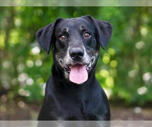 Medium Photo #1 Shepradors Puppy For Sale in Tavares, FL, USA