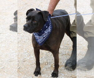 Mutt Dogs for adoption in Bandera, TX, USA