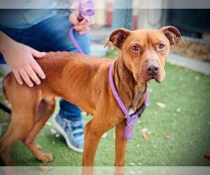 American Pit Bull Terrier-Unknown Mix Dogs for adoption in Orlando, FL, USA