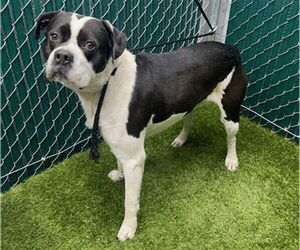 Boxer Dogs for adoption in Downey, CA, USA
