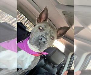 American Pit Bull Terrier-Unknown Mix Dogs for adoption in Las Vegas, NV, USA