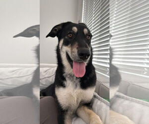 German Shepherd Dog-Unknown Mix Dogs for adoption in Chandler, AZ, USA