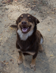 Australian Shepherd Dogs for adoption in Nesbit, MS, USA