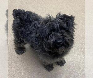 Miniature Schnauzer-Poodle (Miniature) Mix Dogs for adoption in Aurora, CO, USA