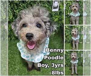 Mutt Dogs for adoption in Seattle, WA, USA