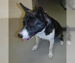 Akita-Unknown Mix Dogs for adoption in Sanford, FL, USA