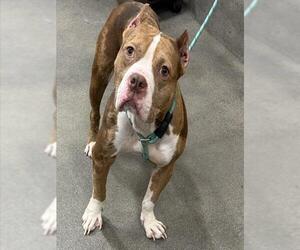 American Bulldog Dogs for adoption in Forestville, MD, USA