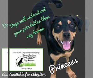 Rottweiler-Unknown Mix Dogs for adoption in Pompano Beach , FL, USA