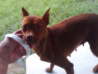 Miniature Pinscher Dogs for adoption in Bonifay, MO, USA