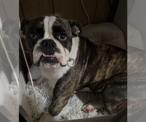 Boxer-Unknown Mix Dogs for adoption in Duluth, MN, USA