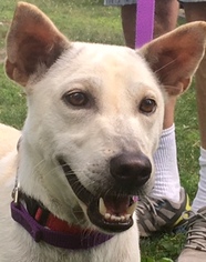 Shiba Inu Dogs for adoption in Calverton, NY, USA