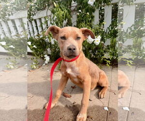 American Staffordshire Terrier-Labrador Retriever Mix Dogs for adoption in Newport Beach, CA, USA